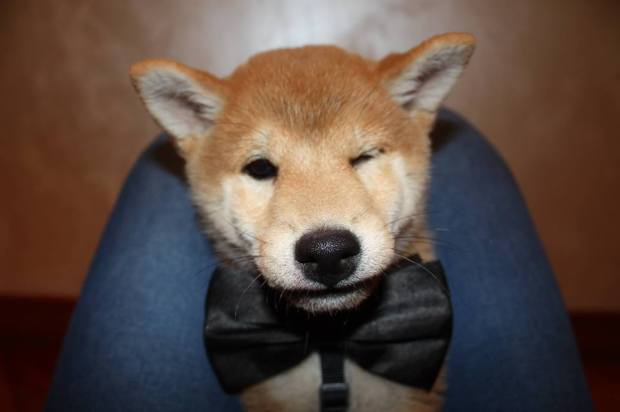 1551685_10205568972287093_7382134128027601379_n