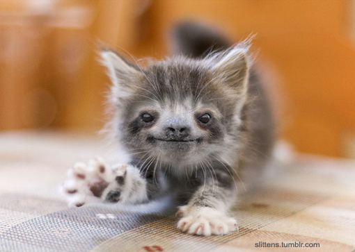 tumblr_ndqu2vjHQB1r0kwi6o1_1280