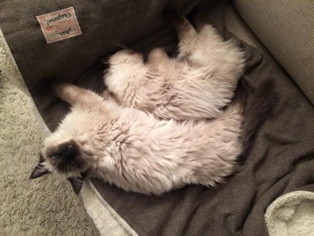 1743662_385809018252312_7693412933988949323_n