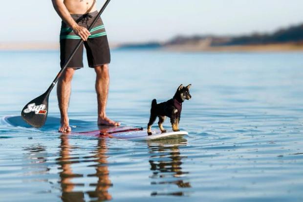 10929226_10153046413391703_6491579539122729659_n