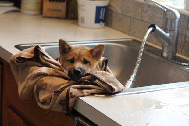 11054359_10205243427477297_5359915179810234395_n