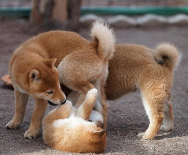 1510637_978581992154317_3778377304787731891_n