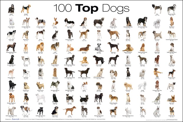 dog-breed-poster