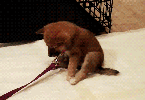 tumblr_md4ytgHa3A1qfzewso1_500